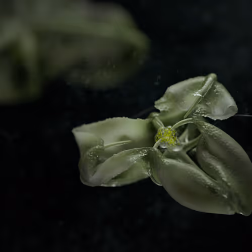 Specimen By Pawel Grzelak