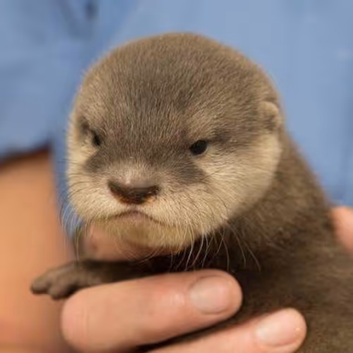 TST-The NFT.NYC 2022 Diversity of NFTs Art Collection