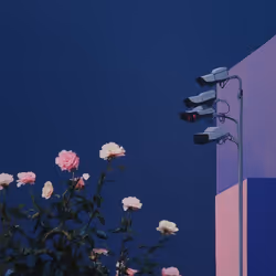 Roses Under Watch