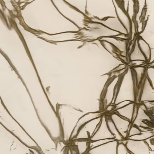 potential herbariums