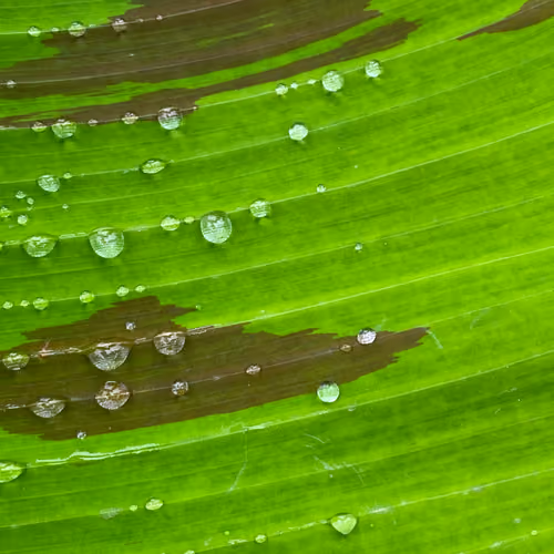 drops of hope