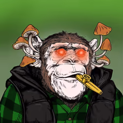 Primate Social Society #8565