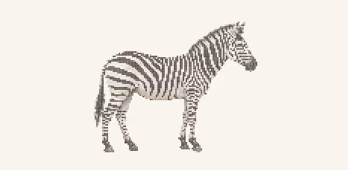 a zebra