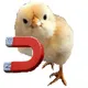 chick magnet
