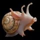 snailpig