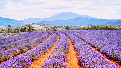 Where the Earth Breathes Purple