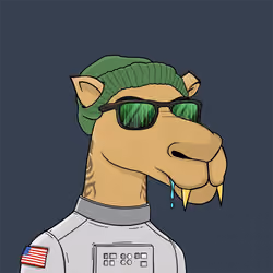 Camel #1566