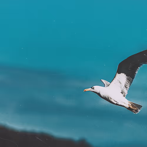 Seagull in Cyan