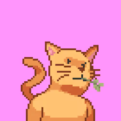 Cat #521