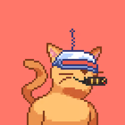 Cat #84