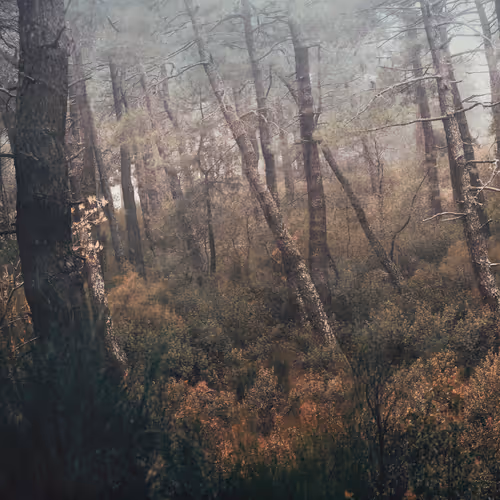 Strange Land By Louisiruela