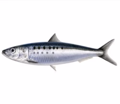 Anchovy Genesis