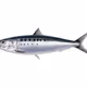 Anchovy Genesis