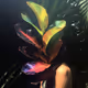 Hybridity