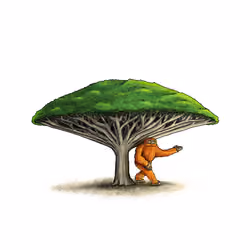 12 - Socotra Dragon Tree Barrel