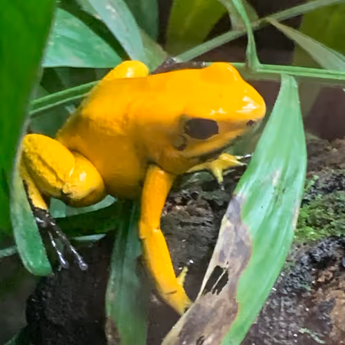 Yellow Poison Dart Frog