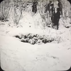Snow #3/3