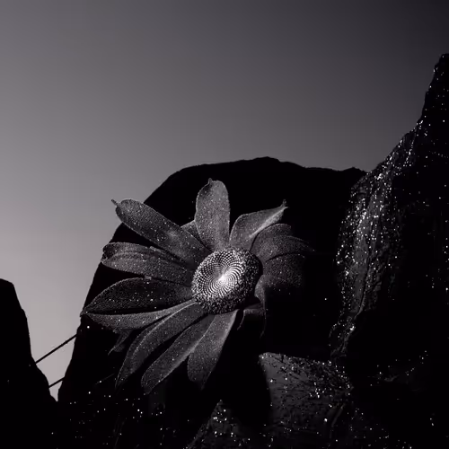 Carbon Fleur by Ondrej Zunka