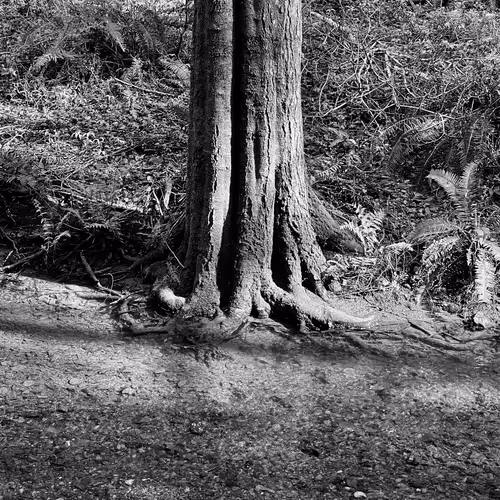 The Forest 4