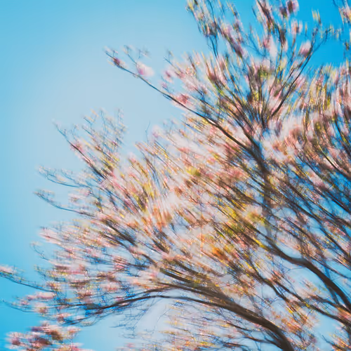 Abstract Horizons