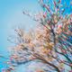 Abstract Horizons