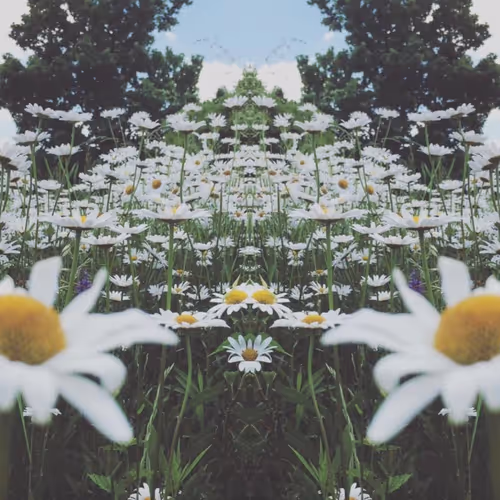 MULTIVERSE REALITY