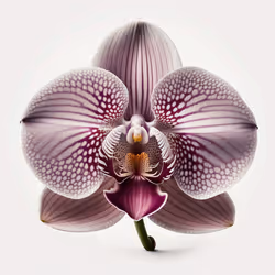 Future Ecologies : Phalaenopsis Orchid Hybrids #5