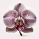 Future Ecologies : Phalaenopsis Orchid Hybrids