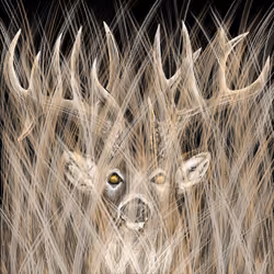 Pre Rut #125