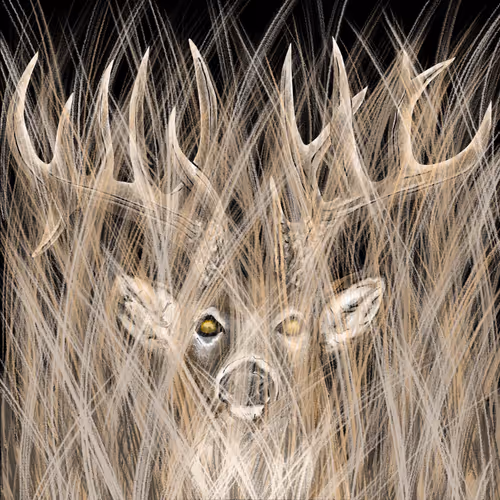 Pre Rut #1
