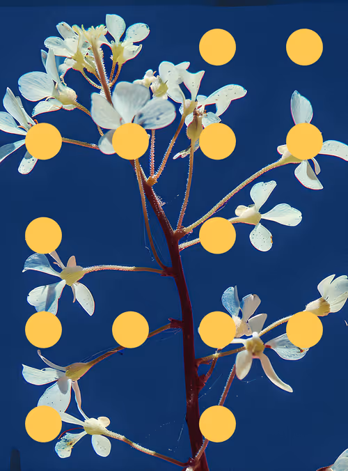 Item #29000026 Media