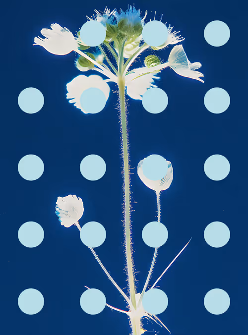 Item #29000040 Media