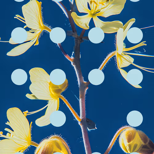 Flore Perdue By Linda Dounia