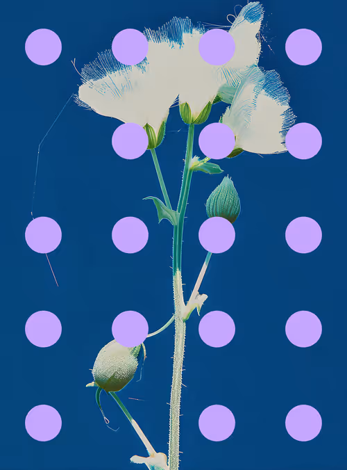 Item #29000086 Media