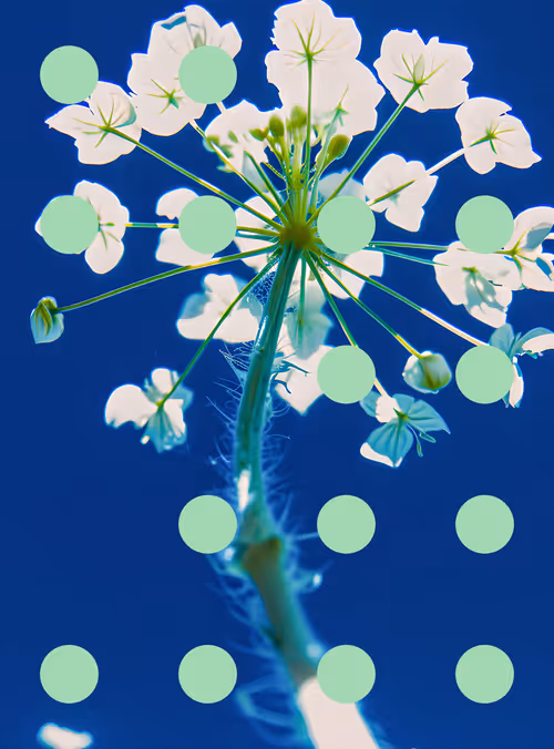 Item #29000081 Media