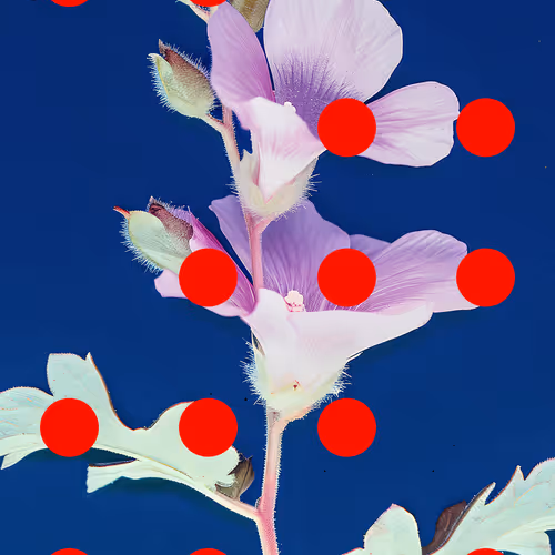 Flore Perdue By Linda Dounia