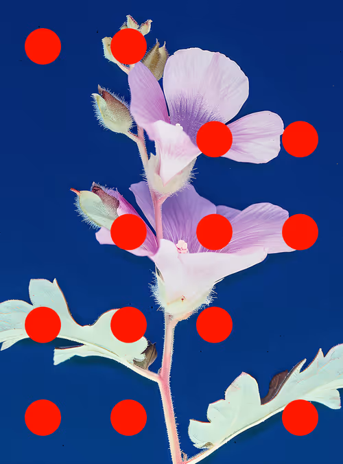 Item #29000051 Media