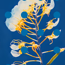 Flore Perdue #53