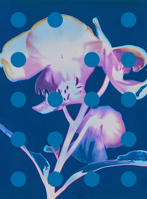 Item #29000034 Media