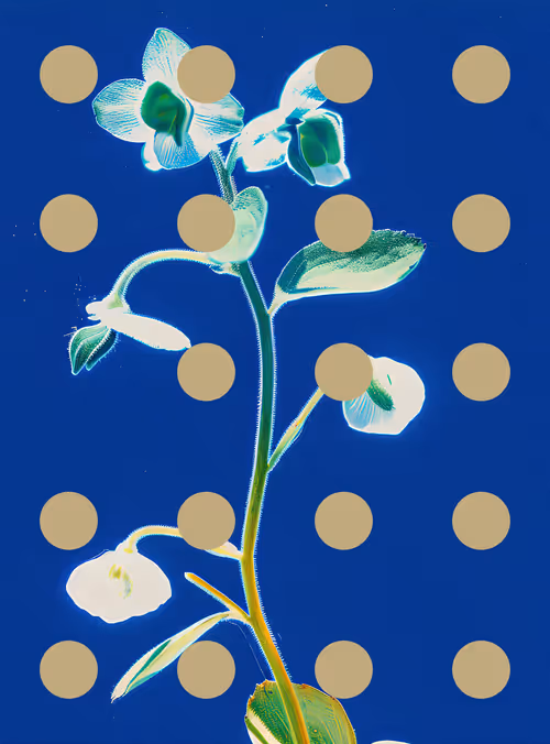 Item #29000043 Media