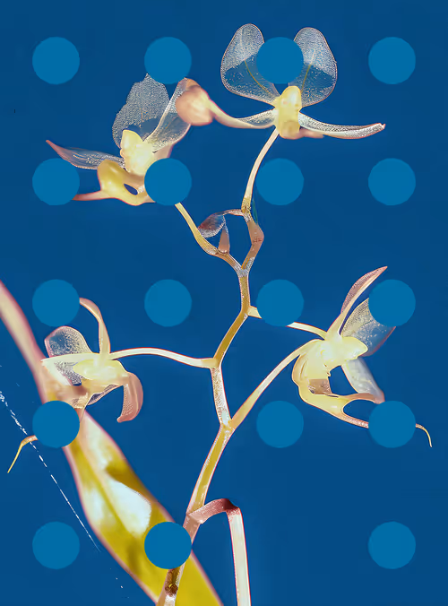 Item #29000062 Media