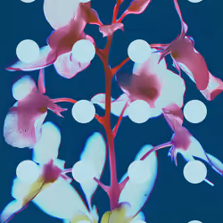 Flore Perdue #99