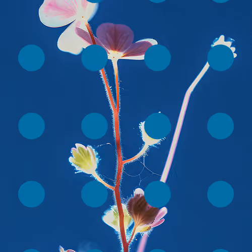 Flore Perdue #29