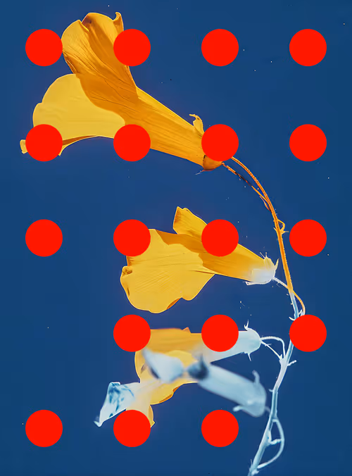 Item #29000097 Media