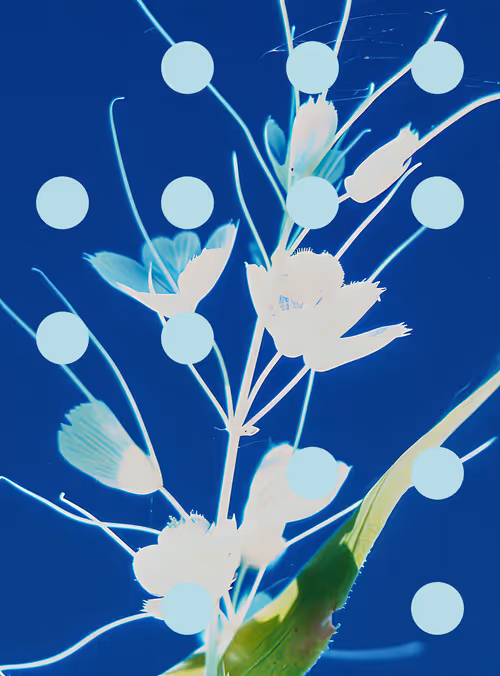 Item #29000069 Media