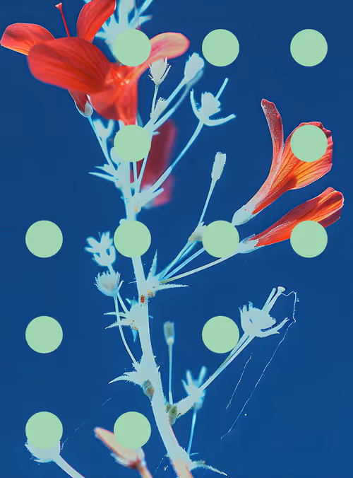 Item #29000090 Media