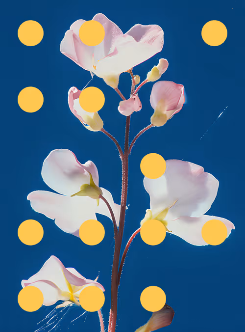 Item #29000033 Media