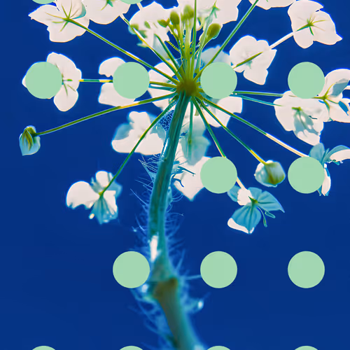 Flore Perdue By Linda Dounia