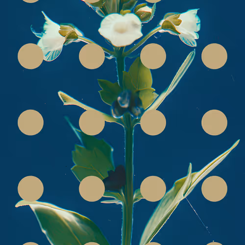 Flore Perdue #31 by Linda Dounia