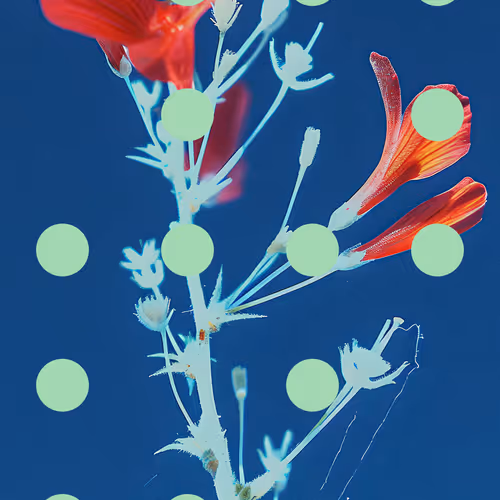 Flore Perdue #90